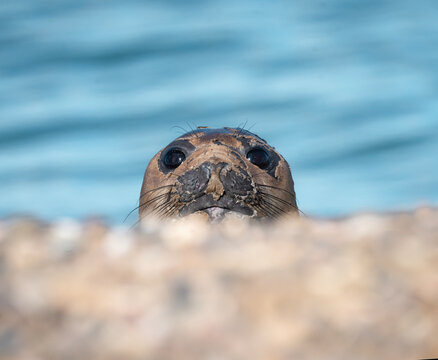 Elefante marino espiando