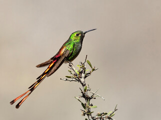 Ave Colibri cometa