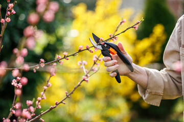 Pruning shears cutting peach tree branch in bloom. Spring gardening