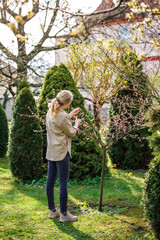 Spring gardening. Woman pruning blooming peach tree branch with pruning shears in garden