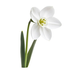 Obraz premium Elegant white flower blossom with fresh green leaves for decoration, cut out