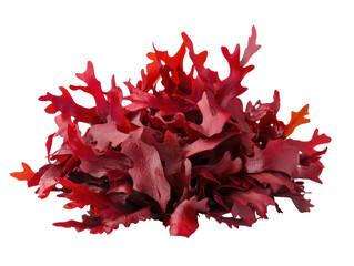 Fototapeta premium Vibrant red seaweed for culinary use and decorative purposes, cut out