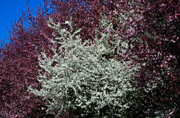 drzewa owocowe kwitnące wiosną na róozwo i biało, kwitnąca wiśnia piłkowana i śliwa domowa mirabelka, Wiśnia japońska, prunus serrulata, Prunus domestica subsp. syriaca, Flowering fruit tree in spring © kateej