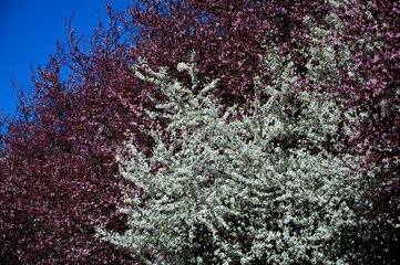 drzewa owocowe kwitnące wiosną na róozwo i biało, kwitnąca wiśnia piłkowana i śliwa domowa mirabelka, Wiśnia japońska, prunus serrulata, Prunus domestica subsp. syriaca, Flowering fruit tree in spring © kateej