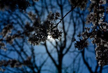kwitnąca śliwa domowa mirabelka pod słońce (Prunus domestica subsp. syriaca), white flowers of a Mirabelle tree, Flowering fruit tree in spring. White small flowers of Mirabelle plum, cherry plum