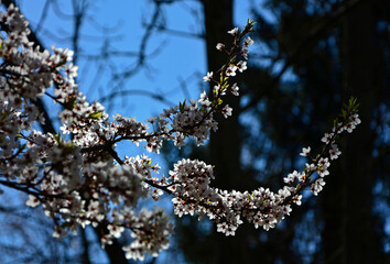 kwitnąca śliwa domowa mirabelka na tle nieba (Prunus domestica subsp. syriaca), white flowers of a Mirabelle tree, Flowering fruit tree in spring. White small flowers of Mirabelle plum, cherry plum