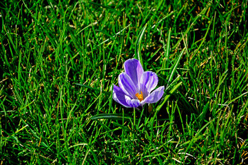 kwitnący wiosną krokus w trawniku, fioletowy krokus, Szafran wiosenny, krokus wiosenny, Crocus vernus, flowering crocus on the lawn, purple crocus