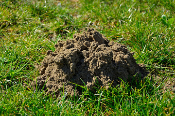 kretowisko wiosną na trawniku, kopiec kreta na trawie, a molehill in the spring on the lawn, a molehill in the grass, freshly dug molehill stands out against the green grass