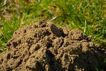 kretowisko wiosną na trawniku, kopiec kreta na trawie, a molehill in the spring on the lawn, a molehill in the grass, freshly dug molehill stands out against the green grass