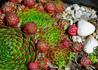Fototapeta premium rojnik w doniczce obok białych kamieni, Rojnik, Sempervivum, Sempervivum in a pot next to white stones, succulent background, succulent texture, ornamental plant pattern, garden decoration