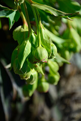 Ciemiernik cuchnący (Helleborus foetidus) , zielone kwiaty, stinking hellebore blossom, green flowers Helleborus foetidus, dungwort, setterwort, bear's foot
