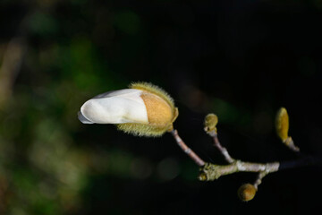 paki kwiatowe magnoli gwiaździstej w owłosionej okrywie, owłosione pąki Magnolia stellata, close up of magnolia stellata flower bud about to open in early spring, hairy buds of the magnolia stellata  © kateej