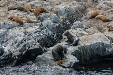 Sea lions colony on the island in the ocean in South America. Argentina and Chile marine...