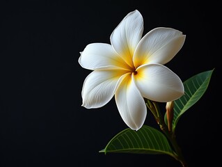 Naklejka premium Elegant blossom with petals of white and a golden center, accented by leaves against a stark black backdrop.