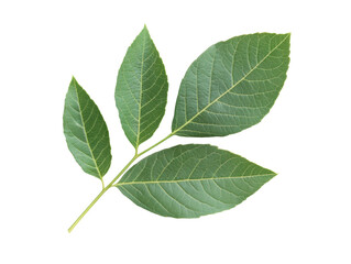 Obraz premium Green leaves on a branch for natural decoration and design, cut out