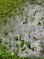 Rain drops in a water puddle