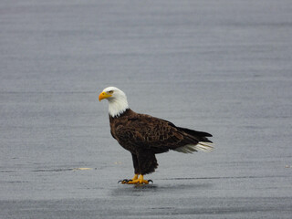Bald eagle taking advantage of the fresh fish under the last layer of melting ice 