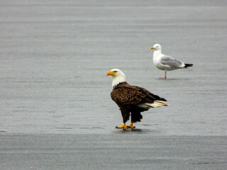 Bald eagle taking advantage of the fresh fish under the last layer of melting ice 