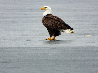 Bald eagle taking advantage of the fresh fish under the last layer of melting ice 