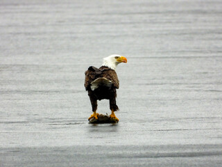 Bald eagle taking advantage of the fresh fish under the last layer of melting ice 