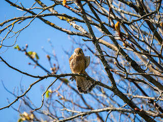 Kestrel Perched in a Tree