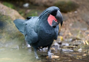 Palm Cockatoo