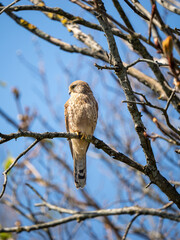 Kestrel Perched in a Tree