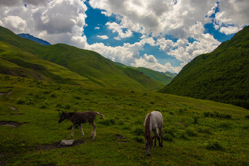Two wild horses grazing on a lush green mountain meadow in Tusheti, Georgia, under a dramatic sky with fluffy clouds, surrounded by pristine and untouched nature.