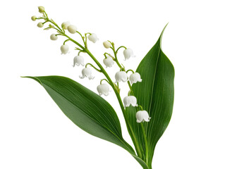 Obraz premium Elegant Lily of the Valley with Delicate White Blooms and Leaves, cut out