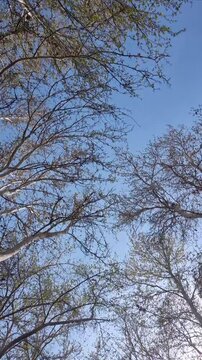 Looking at trees and blue sky
