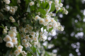 White jasmine flowers in the rain