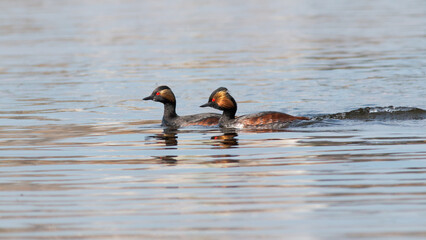 ducks in the lake