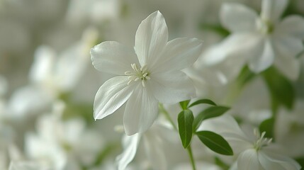 Serene White Blossoms: A Delicate Bouquet of Purity