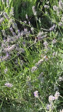 macroglossum Stellalarım