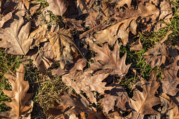 Dry oak leaves scattered over green grass create a textured autumn landscape, capturing the essence of fall with their crisp brown tones and distinctive shapes, illuminated by sunlight.
