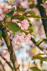 Captivating close-up of delicate pink cherry blossoms in full bloom on a tree branch, showcasing nature's beauty and signaling the arrival of springtime.
