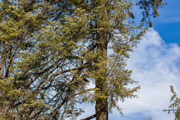  Close-up of a tall evergreen tree with dense, green foliage set against a clear blue sky with scattered wispy clouds. The image captures the natural beauty of the forest landscape.
