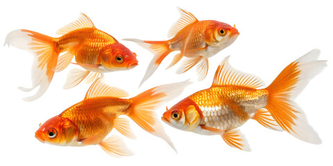 Fototapeta premium Various goldfish isolated on transparent background