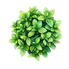 Fototapeta premium A small potted plant with vibrant green leaves and lush foliage on transparent background