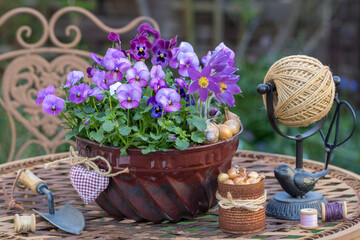 Garten-Arrangement mit pink Hornveilchen (Viola cornuta) und Küchenschelle (Pulsatilla vulgaris) in alter Gugelhupfform