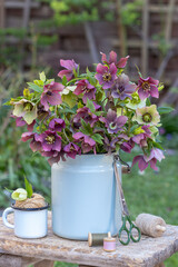 Blumenstrauß mit Lenzrosen (Helleborus orientalis) in altem Milchkrug im Garten