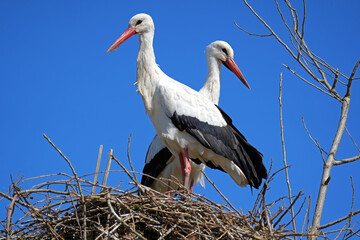 Störche im Frühling