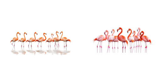 Group of flamingos standing in water. Set png cut out