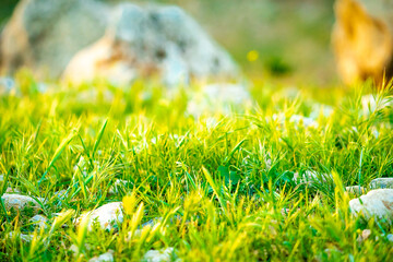 green grass on the meadow
