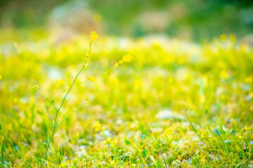 green grass with sun