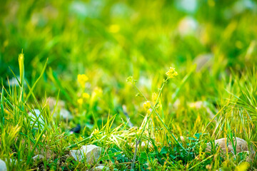 green grass in the morning