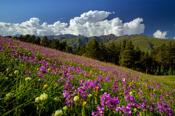 Fototapeta premium Tusheti National Park in eastern Georgia. Mountains in Georgia. Caucasus in summer. Grassy green mountains.