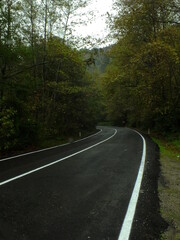 Fototapeta premium Green tree tunnel in spring