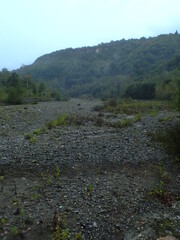 Green tree tunnel in spring