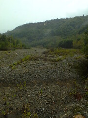 Green tree tunnel in spring
